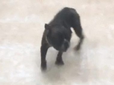 法斗走丢后跑进了派出所里，警员用脚铐给它拴起來，狗：好憋屈！