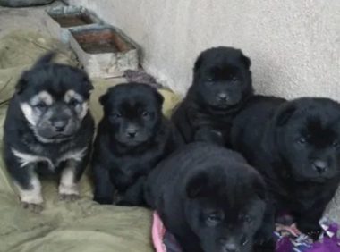 土狗莫名其妙 生下一 窝崽子 ,邻居看过 在其中 一只 却很激动 :我要了