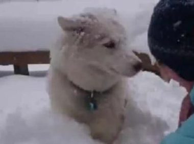 哈士奇把主人堆的雪人弄没了,于是主人一生气把二哈堆成了雪狗