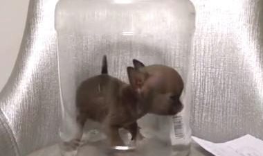 这狗狗很小了,放陶罐里都能养,好怕一臀部坐死!