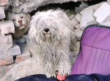 一只穿着小红鞋的流浪比熊犬，都要捂出皮肤病了，它还不舍得脱掉
