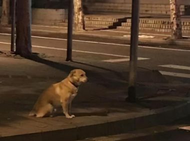 狗狗走丢后,该去哪里找?它们很可能会在这几个地方!
