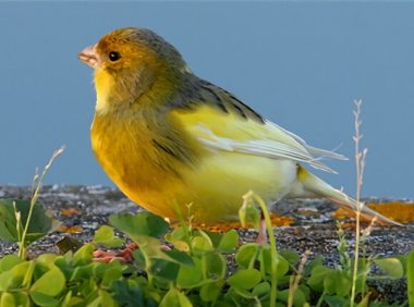 金丝雀身份信息