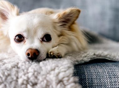 史宾格犬被丢在路边,拖着后腿追赶主人,主人头也不回转身离开