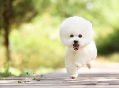 2021年犬只领养开放活动开始,泰迪、贵宾、萨摩耶等小可爱,等你领回家