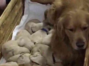 金毛生了一窝小奶狗,主人看了无奈,哪位狗崽子的父亲