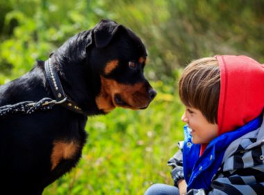 可怜!2岁华裔女童被邻家狗狂咬,躺在ICU全身都是伤