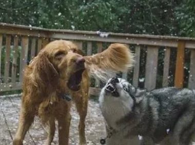 女主人恐惧玻璃桥, 心血来潮带着金毛前去陪同, 狗子: 我想换主人