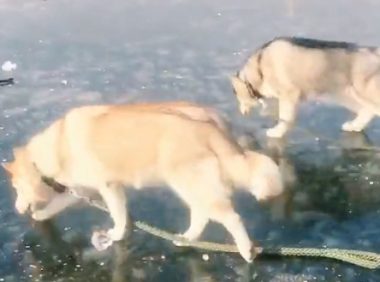 哈士奇倒在冰上撒欢,二哈:好嗨哦,感觉狗生达到了巅峰