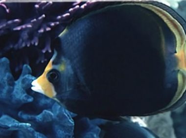 澳洲帝王蝶身份信息