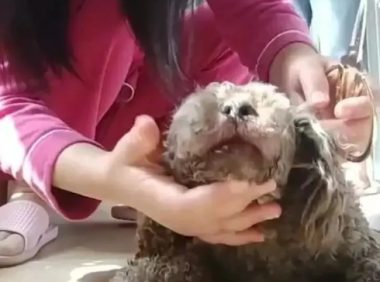 江苏一女子发现狗狗被捆住嘴巴，瞬间破口大骂，网友：你栓绳了吗