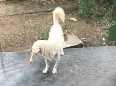 流浪狗眼巴巴看见女孩,给它面包后,姿势让人泪崩