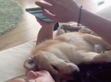 男主人看手机时，一不小心砸中怀里的柴犬，狗：确认过眼神是懂你的人！