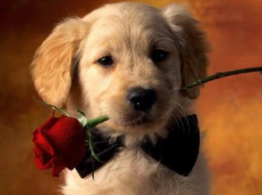 汪星人碰到土蜂窝，结局让主人啼笑皆非，网民：命大捡回来狗命！