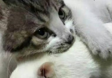 猫咪跟耗子在一起了?“吃瓜狗”有点看不下去了!