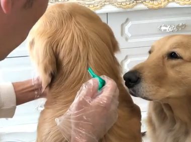 主人家细心帮金毛除除虫，金毛踏踏实实瘫坐，网民：这狗太放心