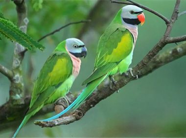 大绯胸鹦鹉身份信息