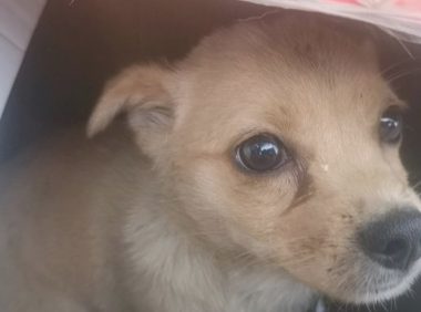 女孩儿回家的道上捡一条狗狗,上一洗手间回家见到狗狗后她差点儿笑喷