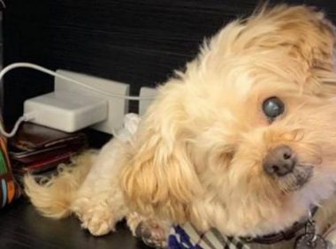 狗狗青光眼被摘除眼睛,主人和男友:努力成为它的“眼睛”!