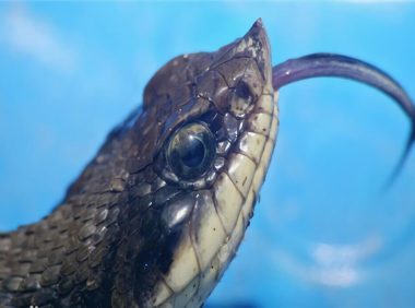 猪鼻蛇身份信息