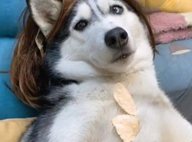 太开心了,段子手狗狗线上哄女孩高兴,全身上下每一根毛都是有表演