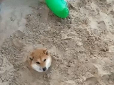 狗狗被宝宝埋了，只外露一个头，场景令人啼笑皆非！