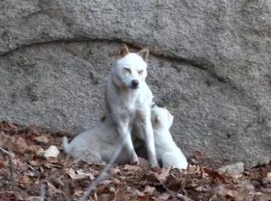 山里的流浪狗妈妈，靠施舍艰难度日，为了生存它把小狗送给好心人
