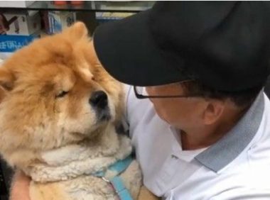 九岁松狮犬因病得福 深得阿公宠爱