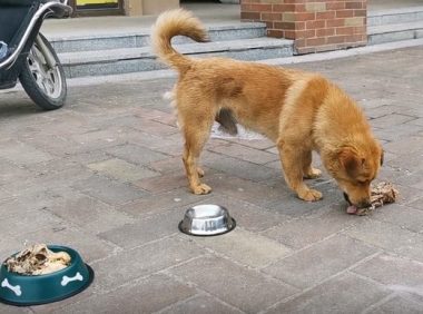 疾病缠身的狗妈坚持喂奶,当看到救援人员后,它哀嚎嘱咐人类帮忙