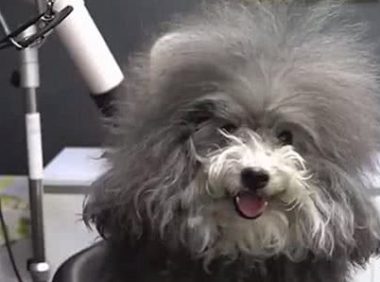 带毛发杂乱的流浪狗修剪造型，看到狗狗的真面目后，铲屎官愣住了