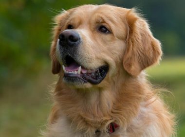 未戴嘴套金毛犬挣脱牵引绳咬伤泰迪犬,金毛犬主人被判全责