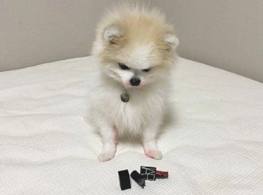 狗狗把唇膏咬断了,主人叫它回来质问,耳朵里面一瞬间消退,心里不安了吧?