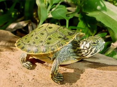 佛州甜甜圈龟身份信息