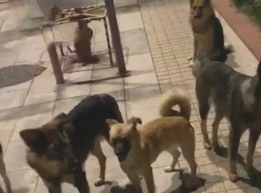 女人后半夜回家了,半途听见狗叫声,仰头后差点儿吓坏,女人:想干什么