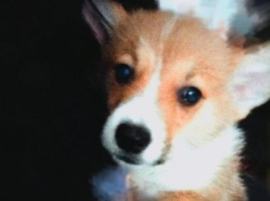 忧郁症患者与小狗家世十分一致，二者竟同用一只眼睛看光辉？感人至深！