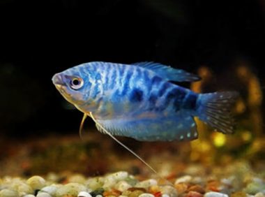 蓝星鱼身份信息