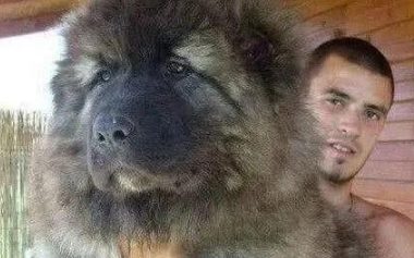 称为世界上最凶猛的狗，任何猛兽见了都会魂飞魄散！