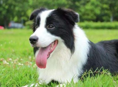 边牧打排球战胜小区保安!网友调侃:这狗我认识,高考就坐我边上