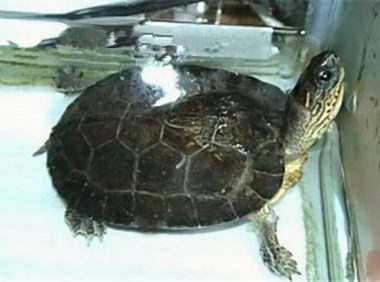 黑木纹龟身份信息