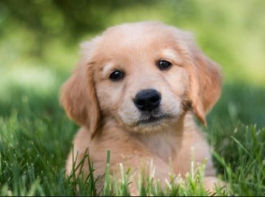 超级小狗叫什么名字 | 新疆“超级小狗”Gobi“移民”英国新家