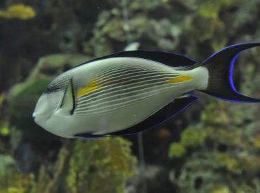 红海骑士身份信息