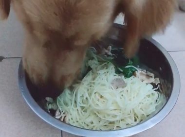 小狗沉溺于吃荤，应对盆里鲜面条没什么胃口，逼得主人家使招式应对