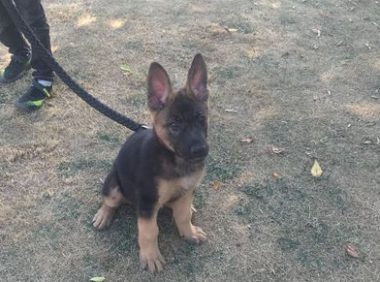 道上捡回一个树枝，德牧认为是“逗狗棒”，它给抢去