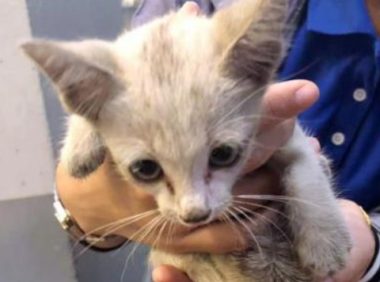 小奶猫蜷缩在墙角瘦成皮包骨,被善良小哥收留后,颜值惊艳众人!