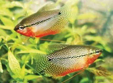 珍珠马甲身份信息