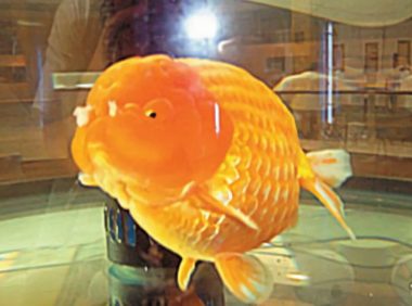 福州兰畴身份信息