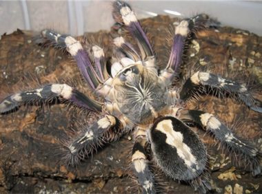 象牙华丽雨林身份信息