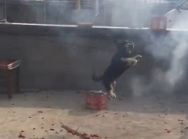 狗狗见到主人完婚，喜得围住鞭炮跳个不断，界面颇有动画特效即视感