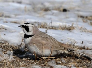 角百灵身份信息