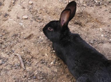 莲山黑兔身份信息